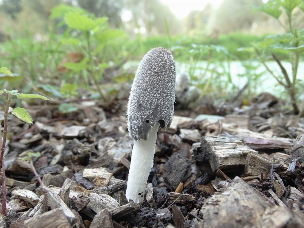 Wortelende Inktzwam (Coprinus cinereus)