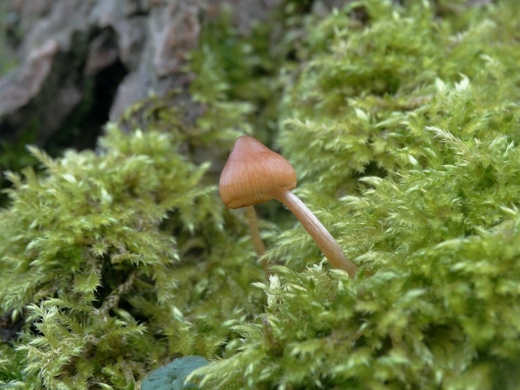 Mosklokje sp. (Galerina sp.)