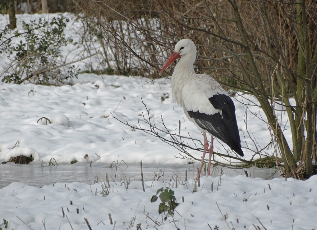 Ooievaar (White Stork)