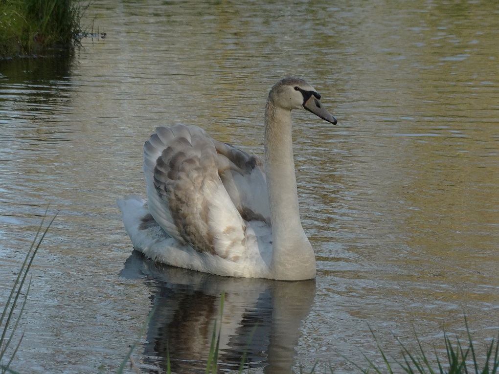 Knobbelzwaan (Mute Swan)