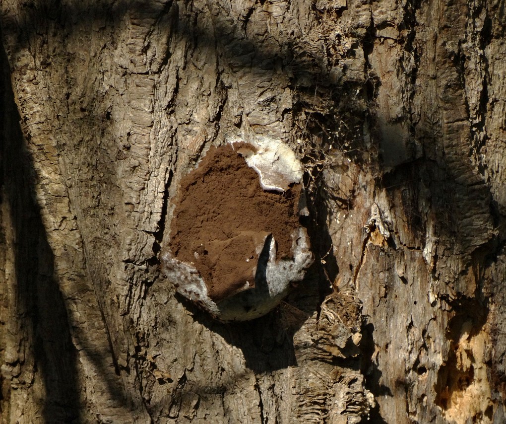 Zilveren Boomkussen (Reticularia lycoperdon)