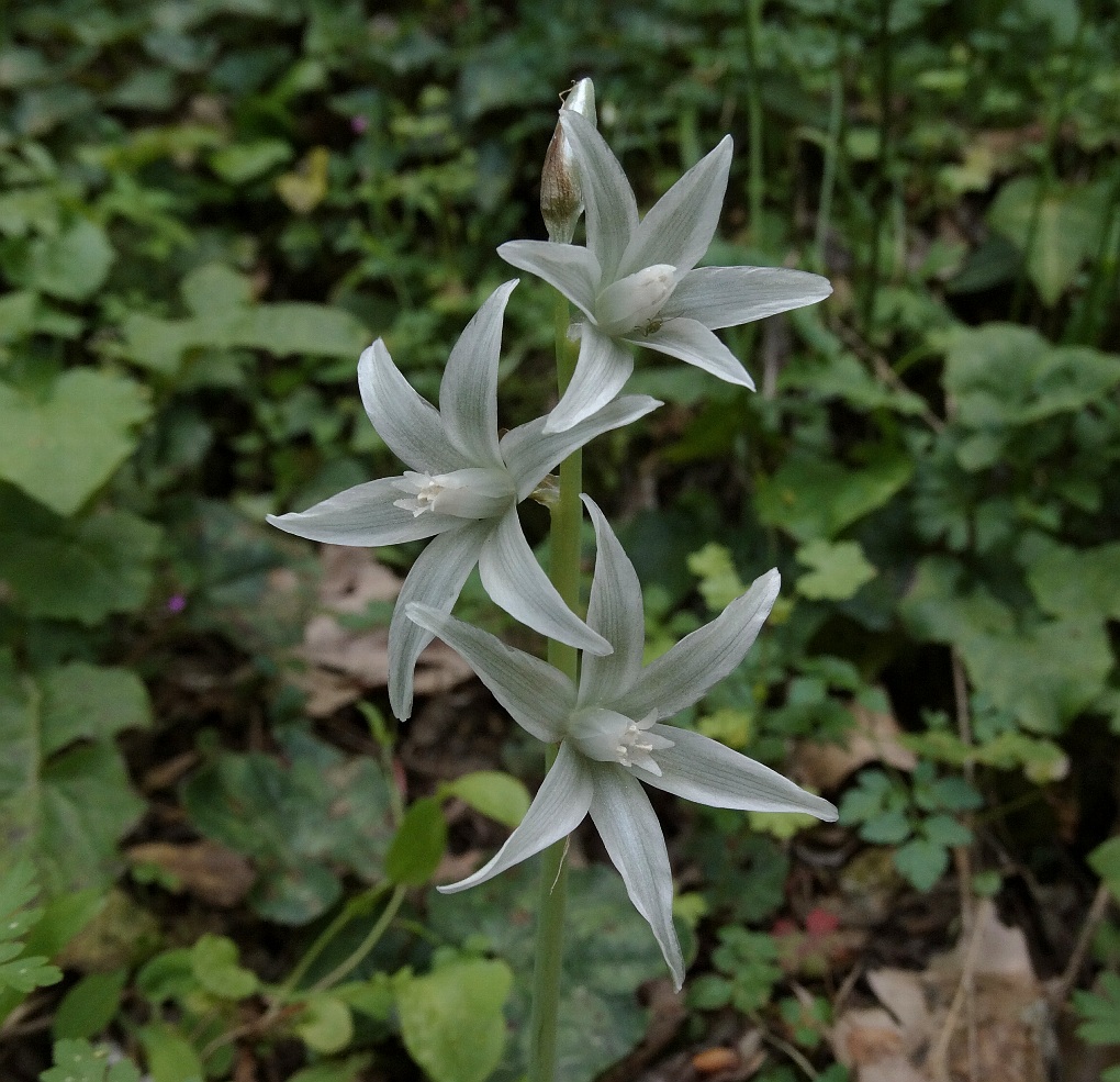 Knikkende Vogelmelk (Ornithogalum nutans)