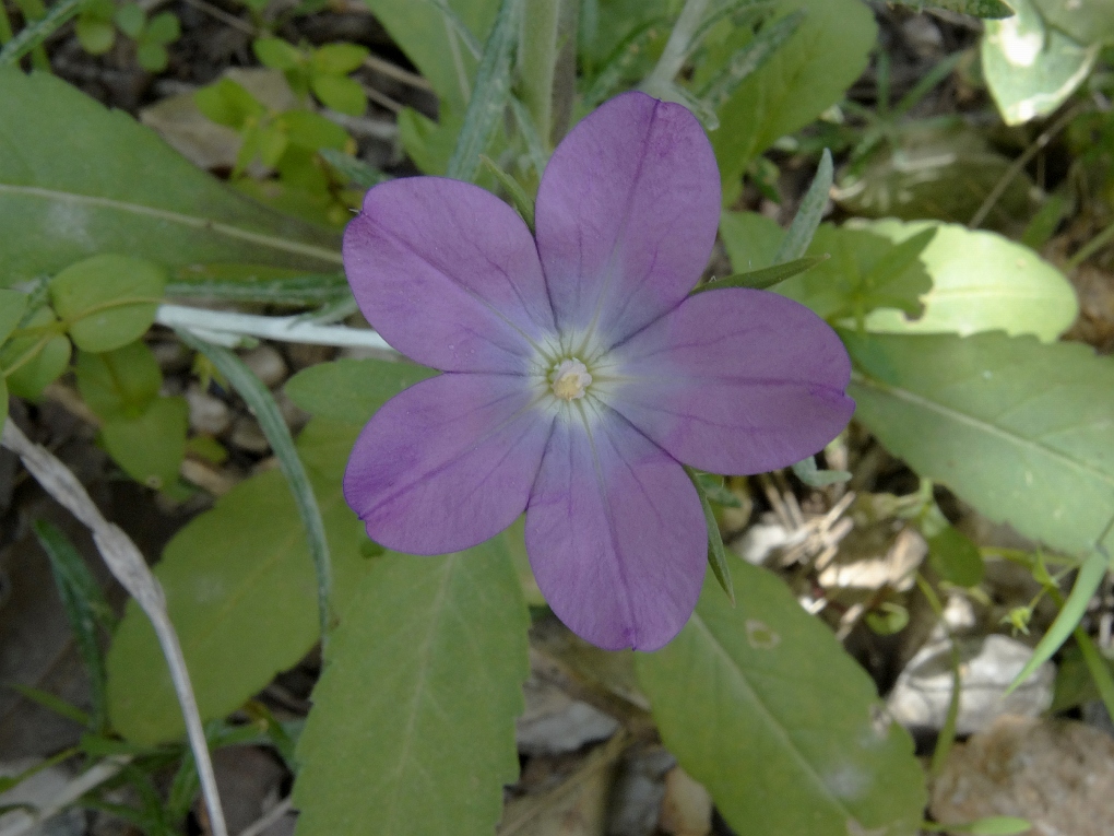 Venusspiegel (Legousia pentagonia)