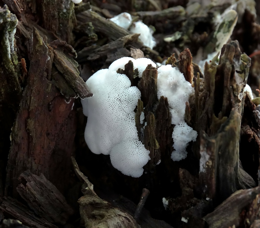 Ijshoningraatje (Ceratiomyxa porioides)