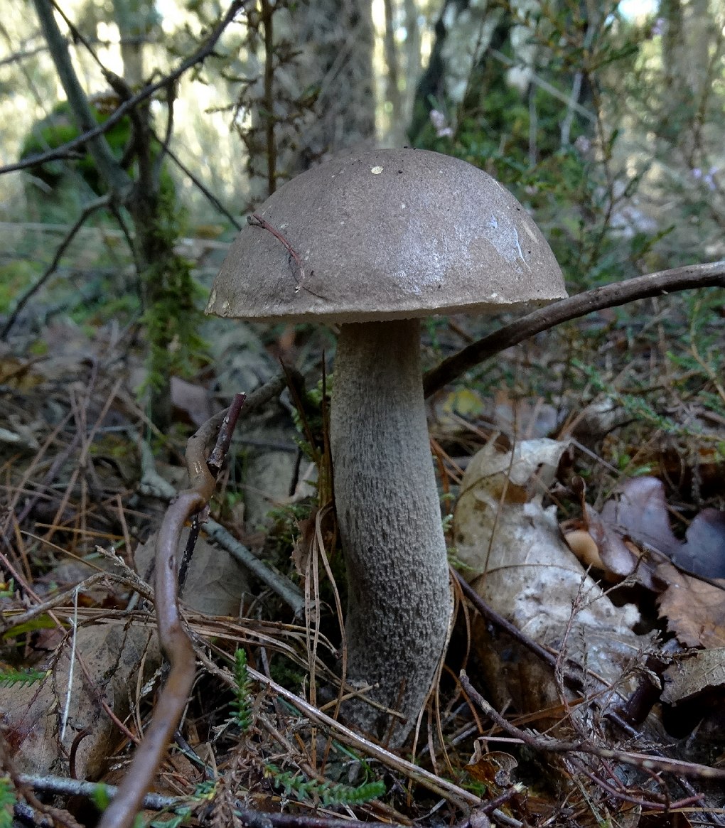 Grijsbruine berkenboleet (Leccinum cyaneobasileucum)