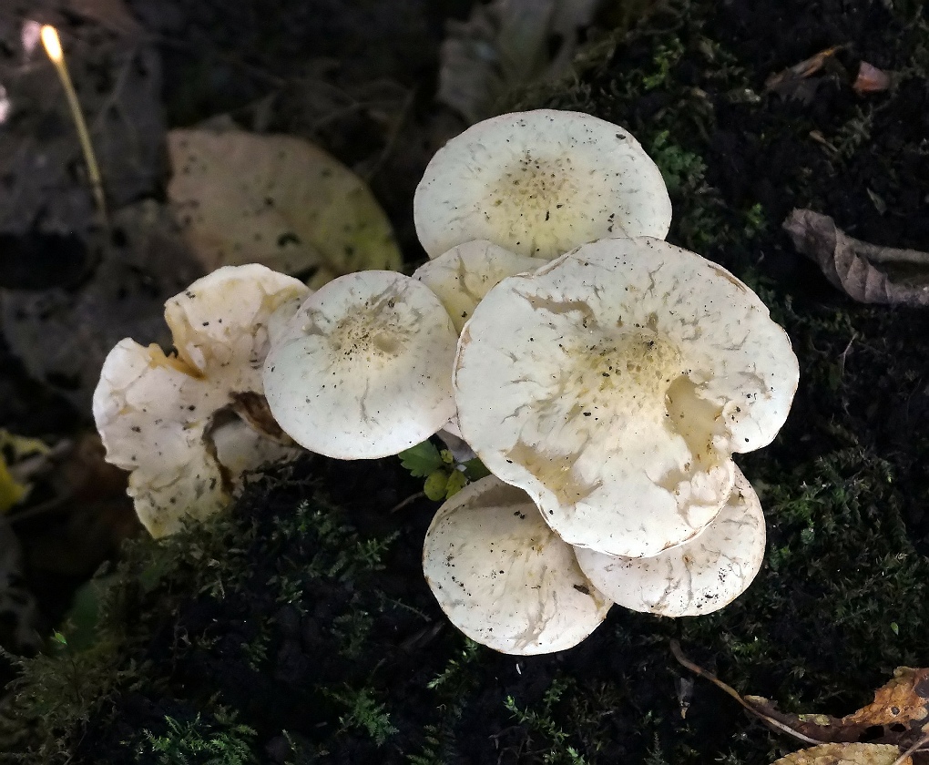 Bleekgele bundelzwam (Pholiota gummosa)