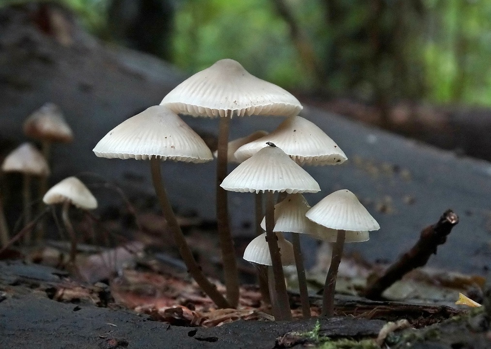 Bundelmycena (Mycena arcangeliana)