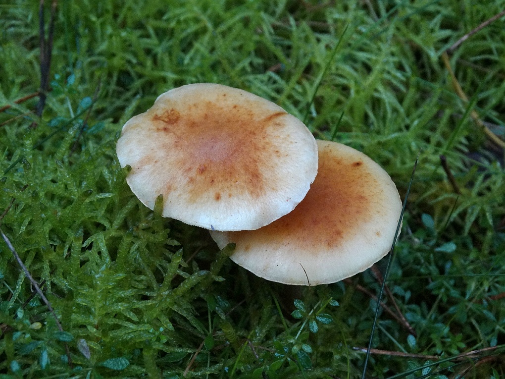 Gewone Botercollybia (Collybia butyracea var. asema)