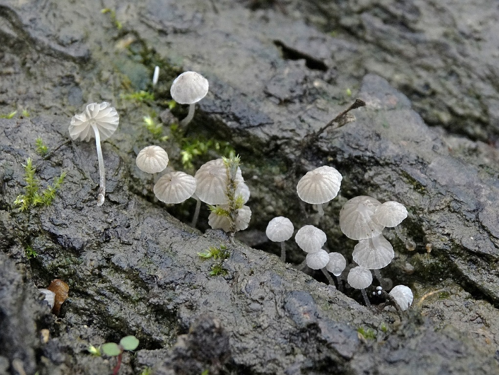 Suikermycena (Mycena adscendens)