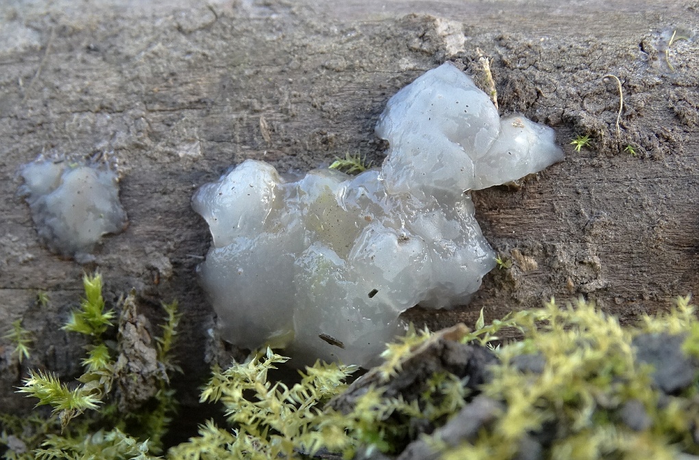 Klontjestrilzwam (Exidia nucleata)