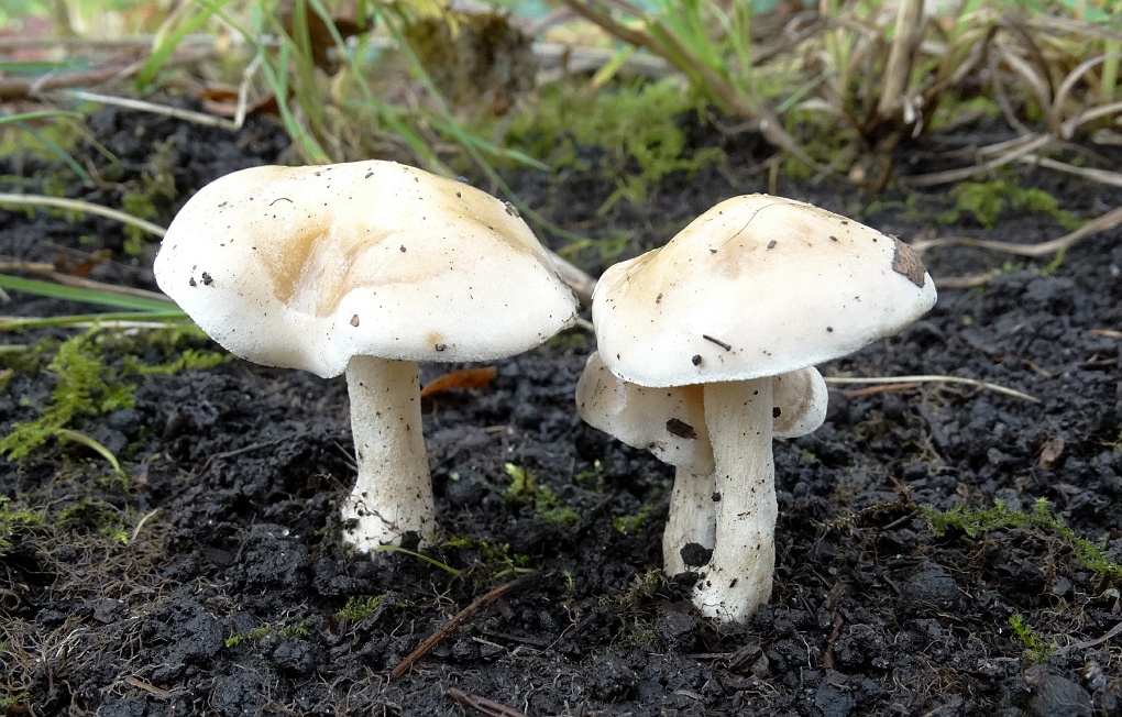 Radijsvaalhoed (Hebeloma crustuliniforme)
