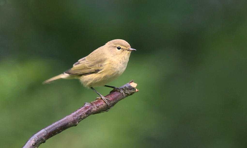 Tjiftjaf (Common Chiffchaff)