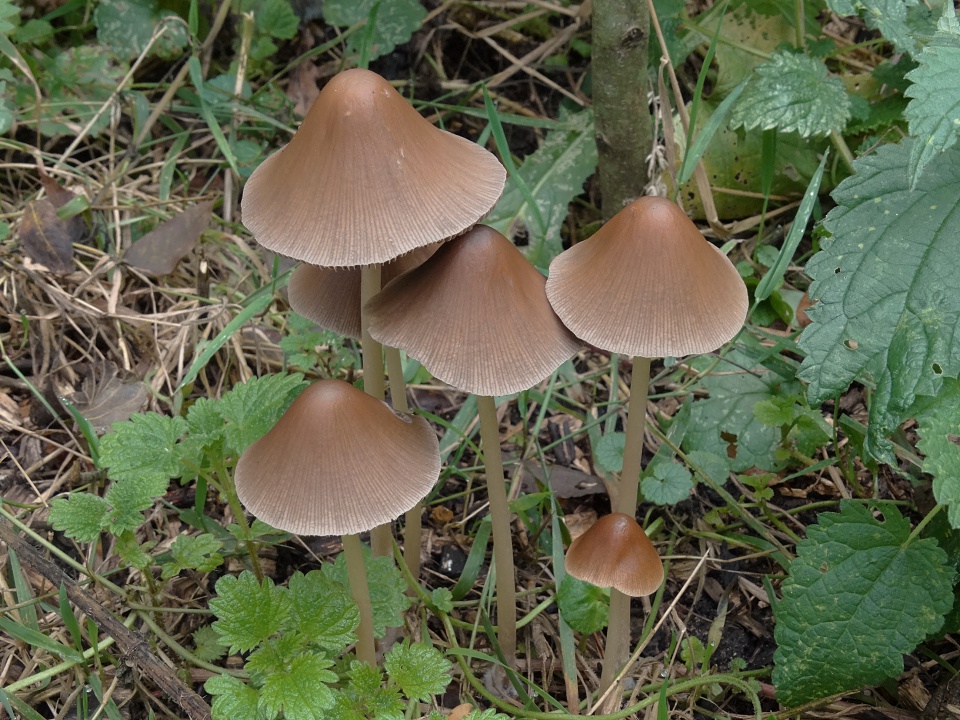 Langsteelfranjehoed (Psathyrella conopilus)