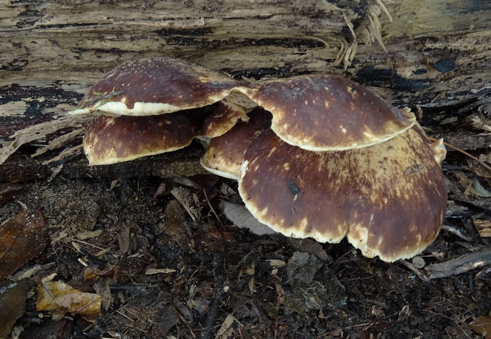 Peksteel ( Polyporus badius)