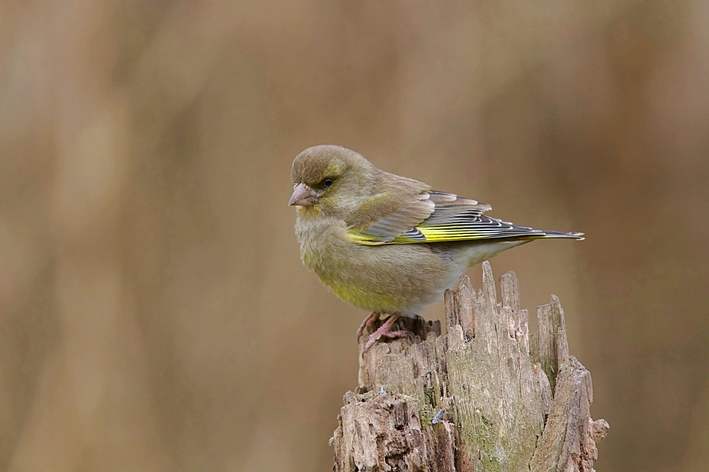 Groenling (European Greenfinch)