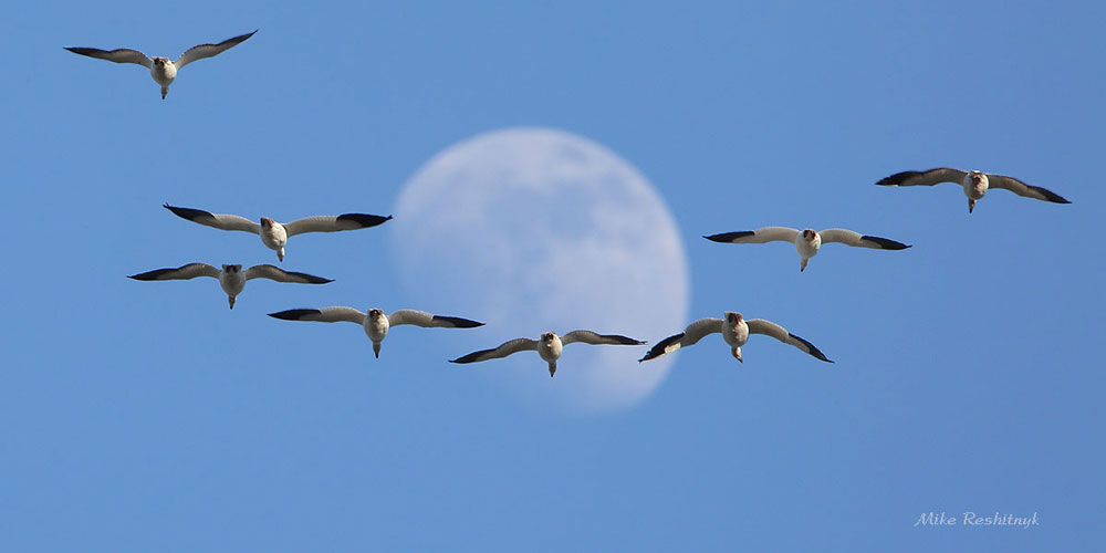 Fly Me To The Moon - Greater Snow Geese
