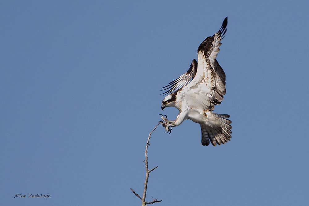 Ambitious Landing - Osprey