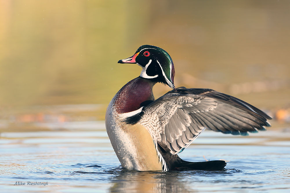 Im A Nice-Looking Guy - Male Wood Duck