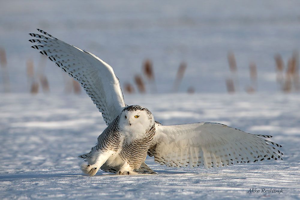 Dancing The Old Soft Shoe - Snowy Owl photo - Mike Reshitnyk photos at ...