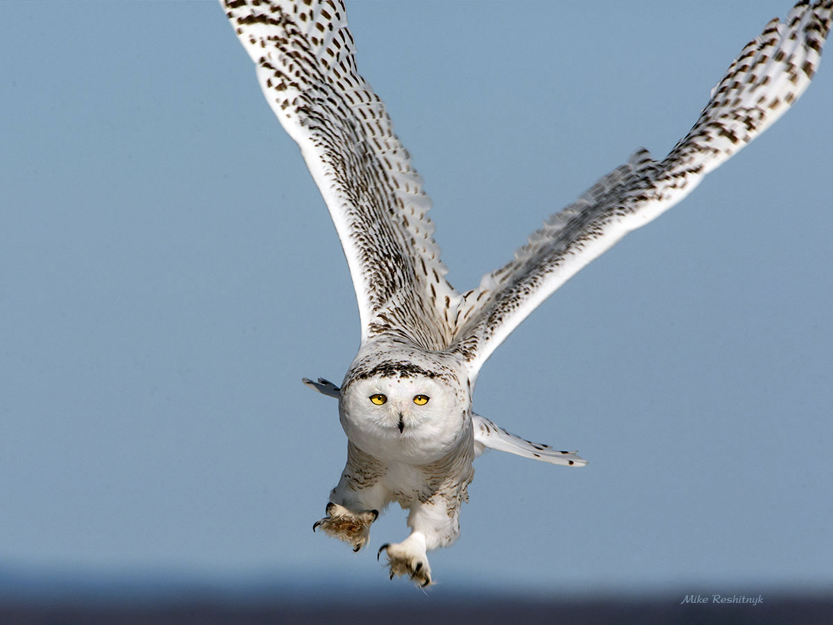 Snowy Owl - Getting a Grip On Things