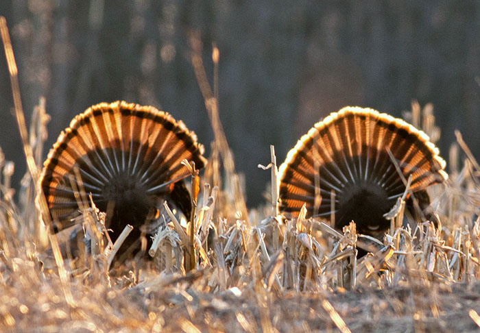 Backlit Toms