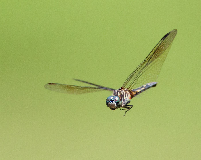 DragonFlying