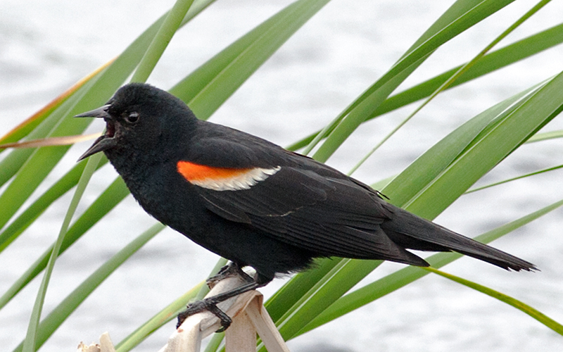 Red-Winged Blackbird