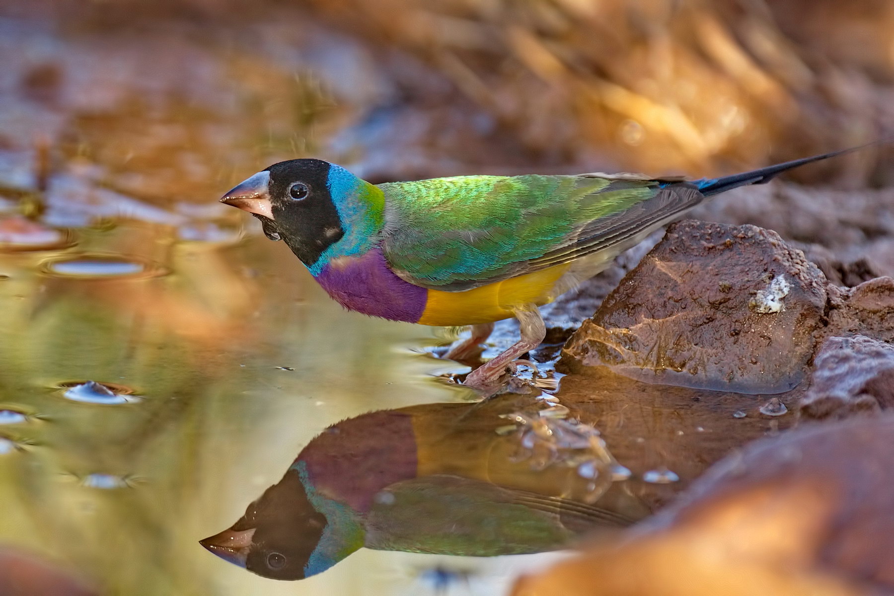 Gouldian Finch in the Wild