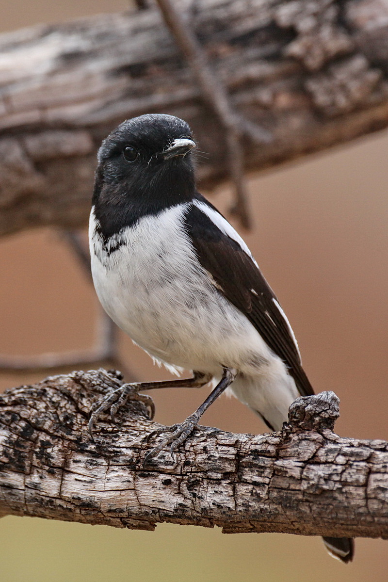 Hooded Robin