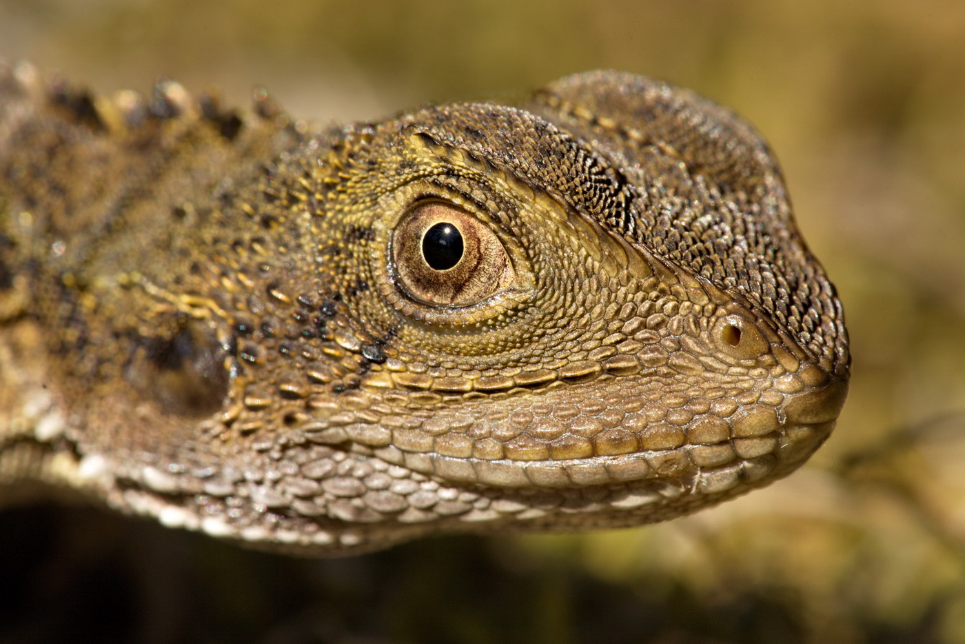 Young Water Dragon