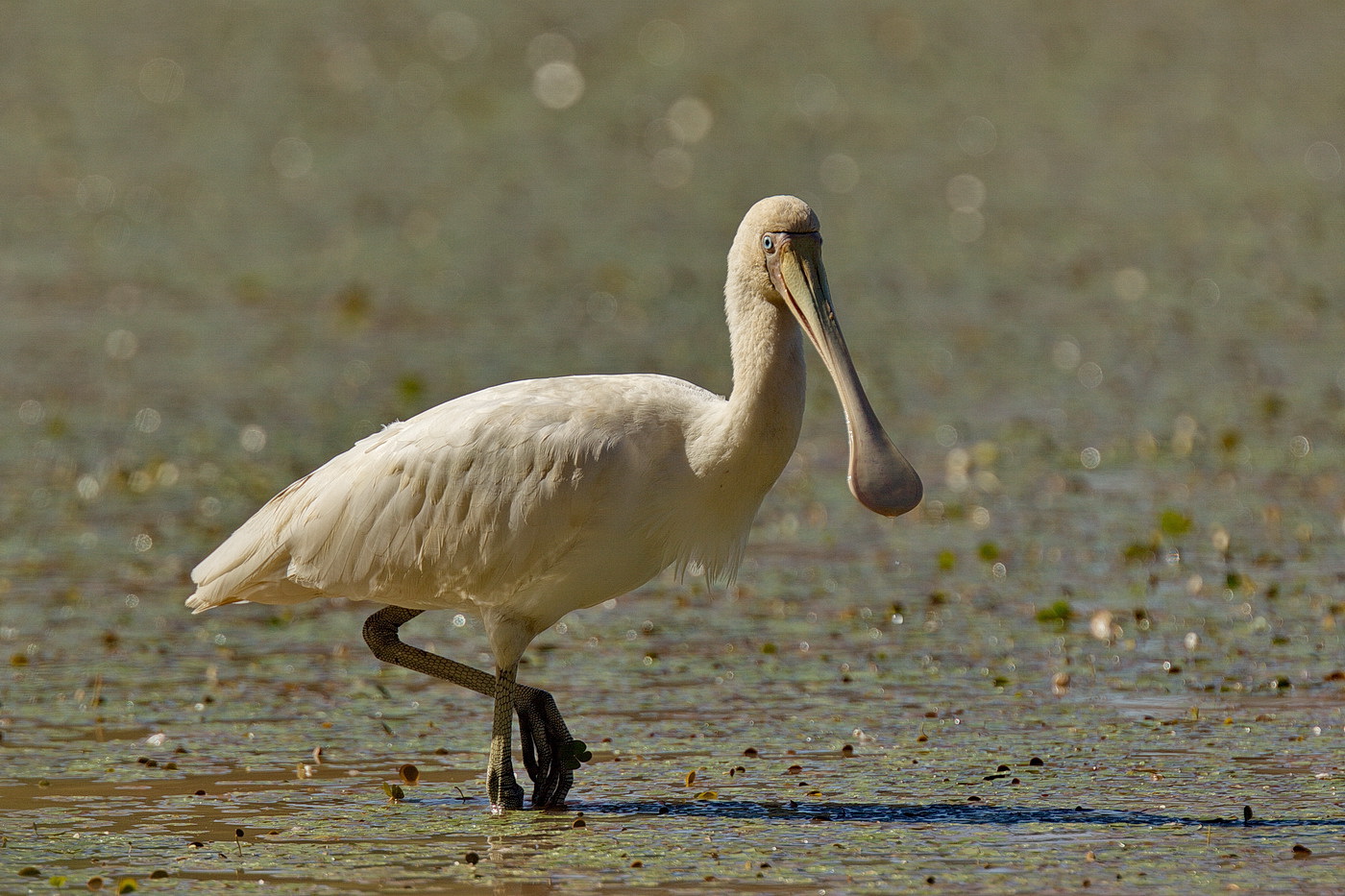 Yellow-billed Spoonbill