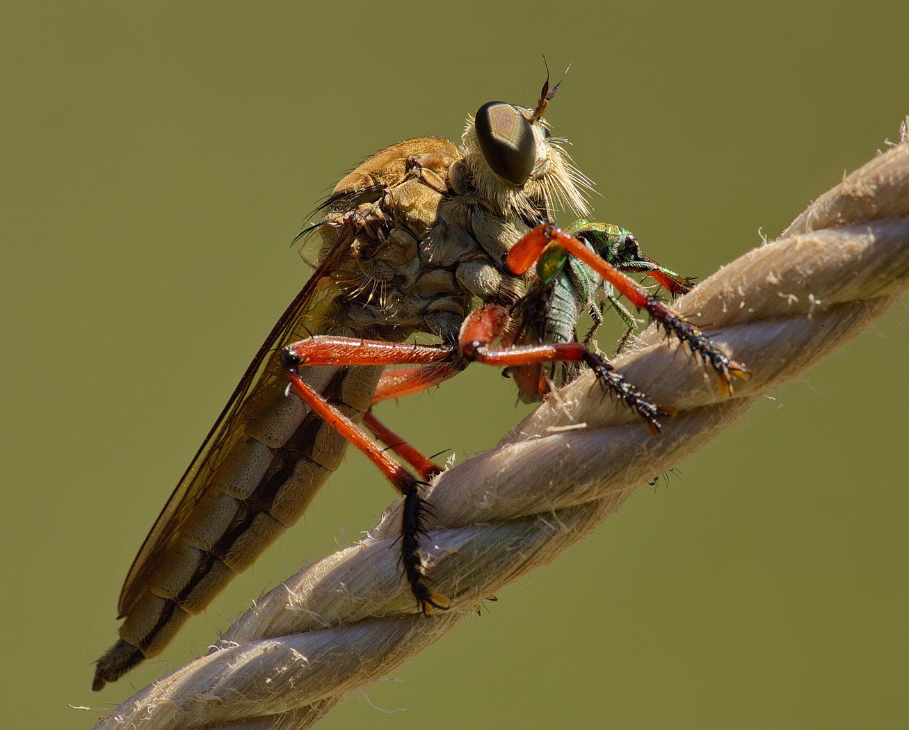 Robber Fly and Prey