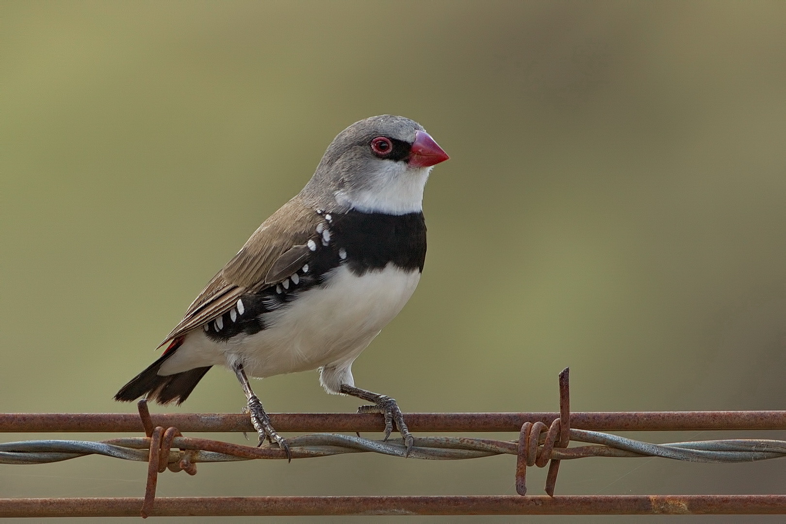Diamond Firetail