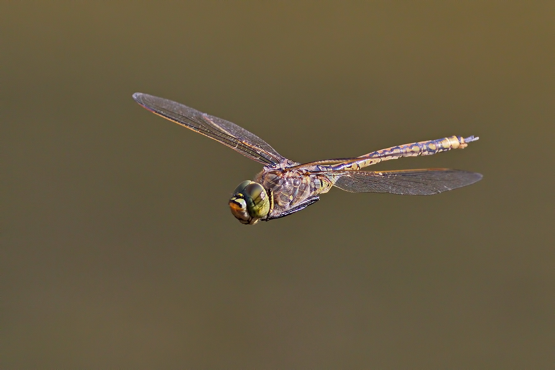 Dragonfly Flight