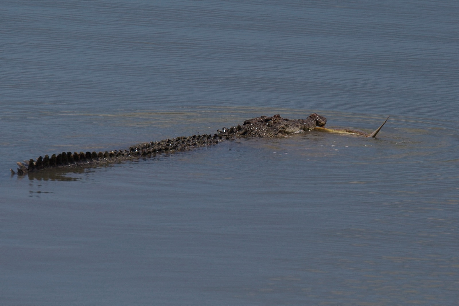 4 Metre Saltwater Crocodile with Turtle