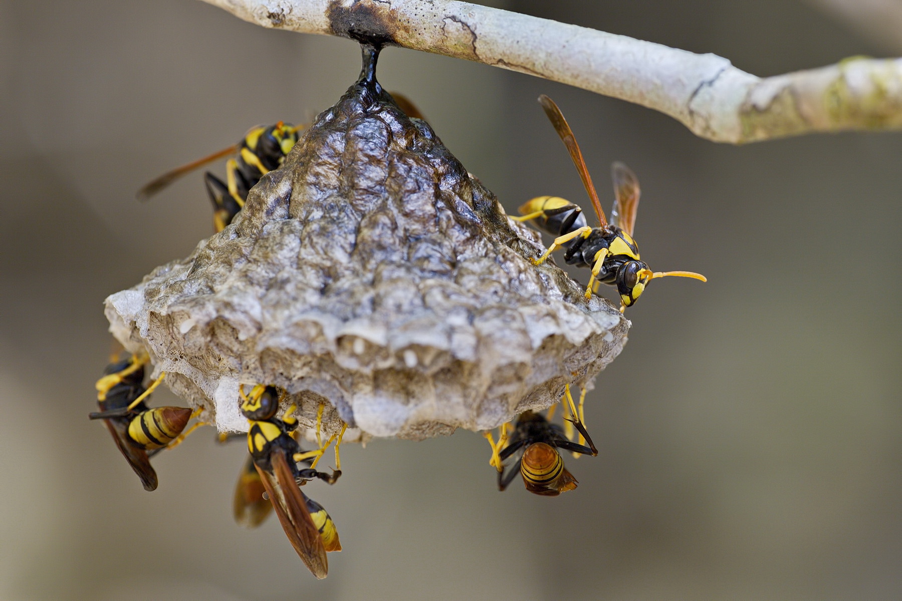 Wasp Nest