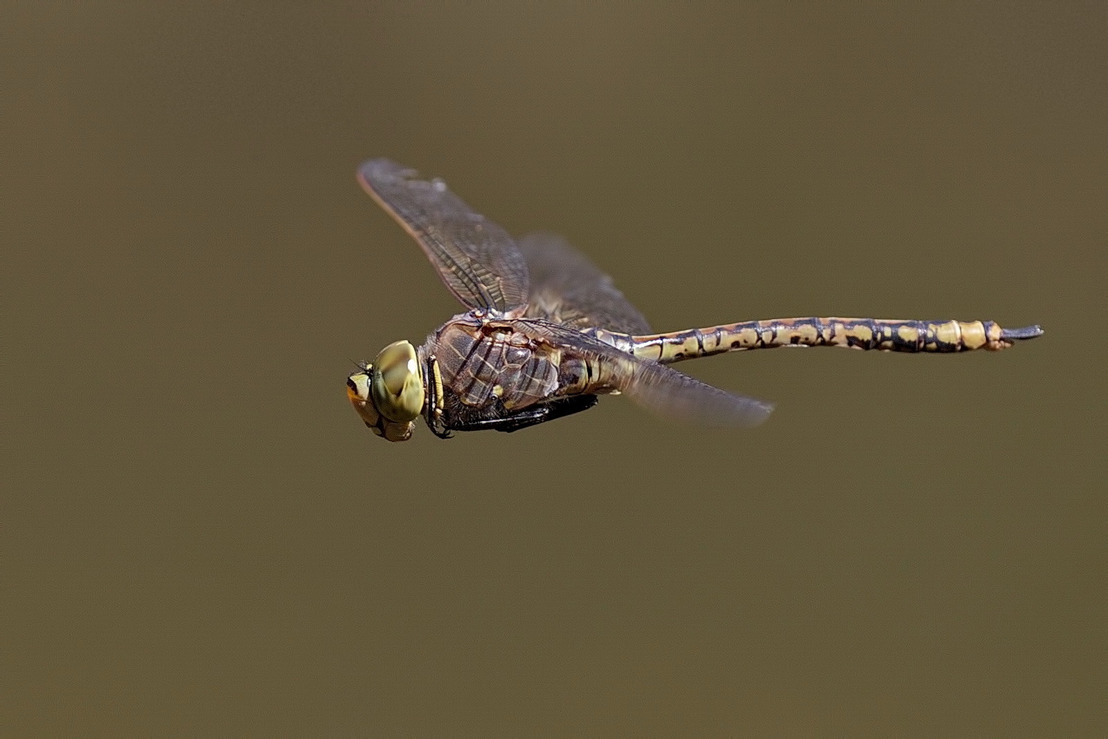 Dragonfly Flight