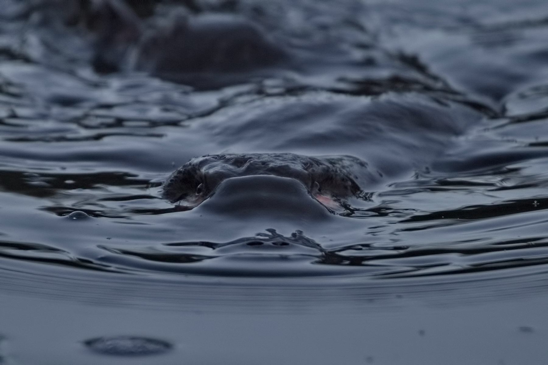 Platypus
