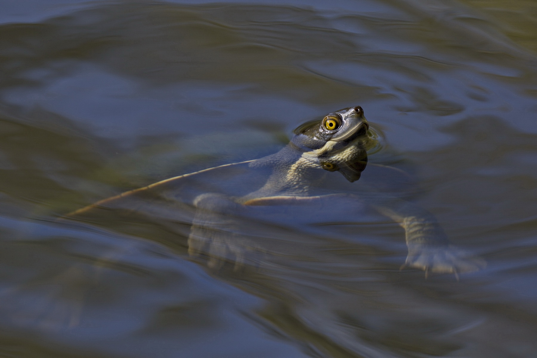 Turtle