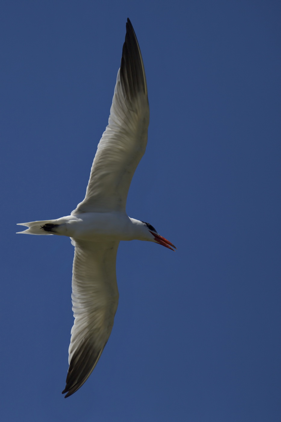 Caspian Tern
