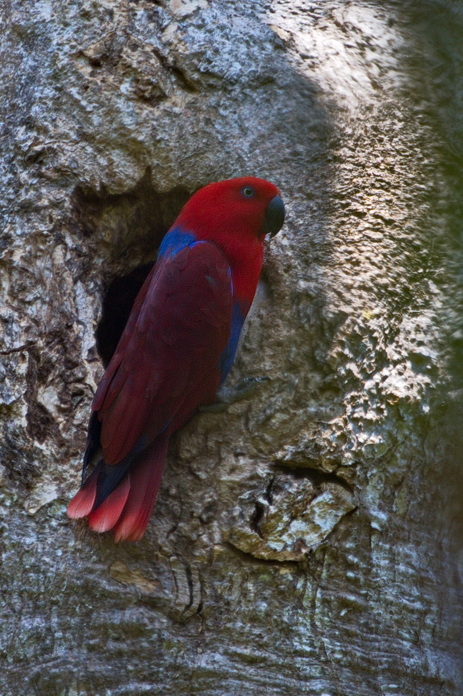 Eclectus Parrot - Female
