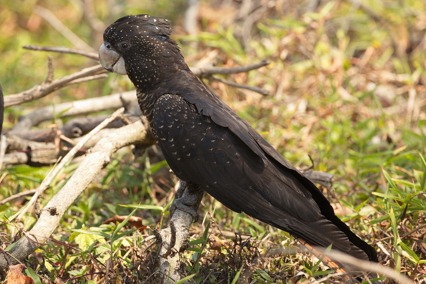 Red Tailed Black Cockatoo - Female