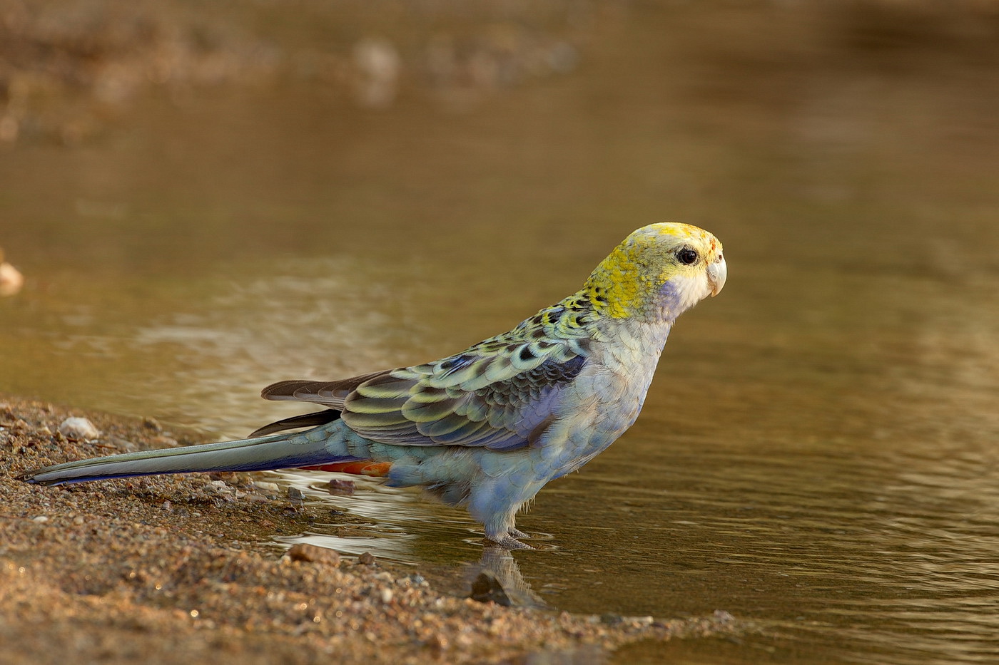 Pale Headed Rosella