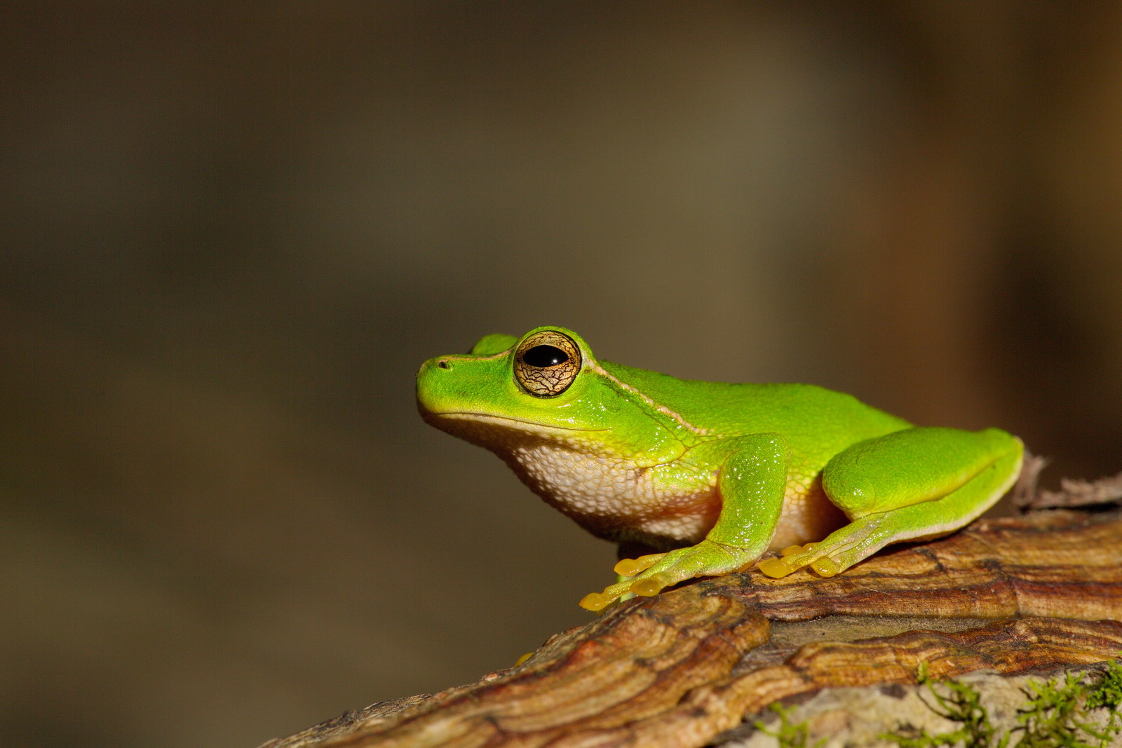 Green Stream Frog 