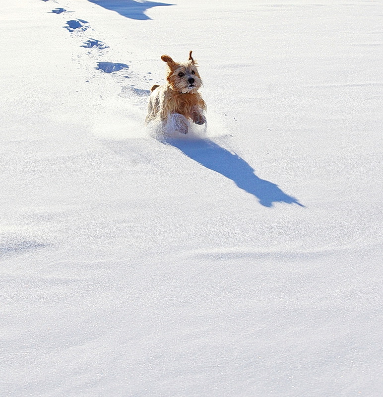 A Romp in the Snow