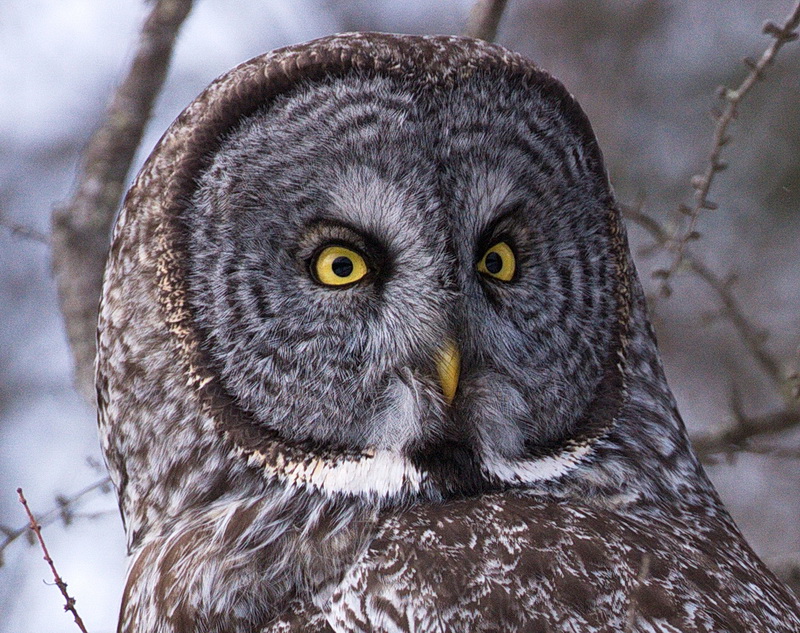 Great Grey Owl