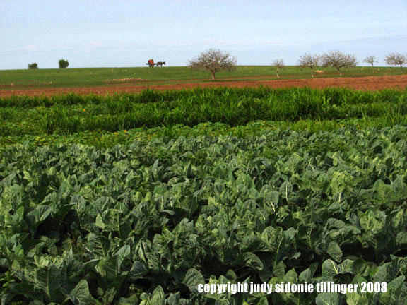 farmscape