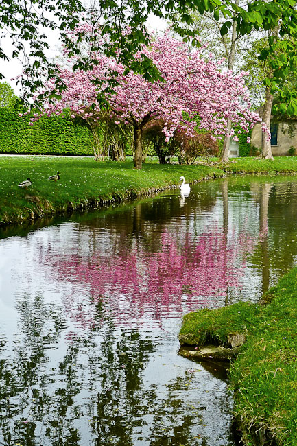 En rose