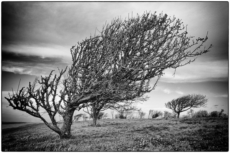 Les arbres penchs