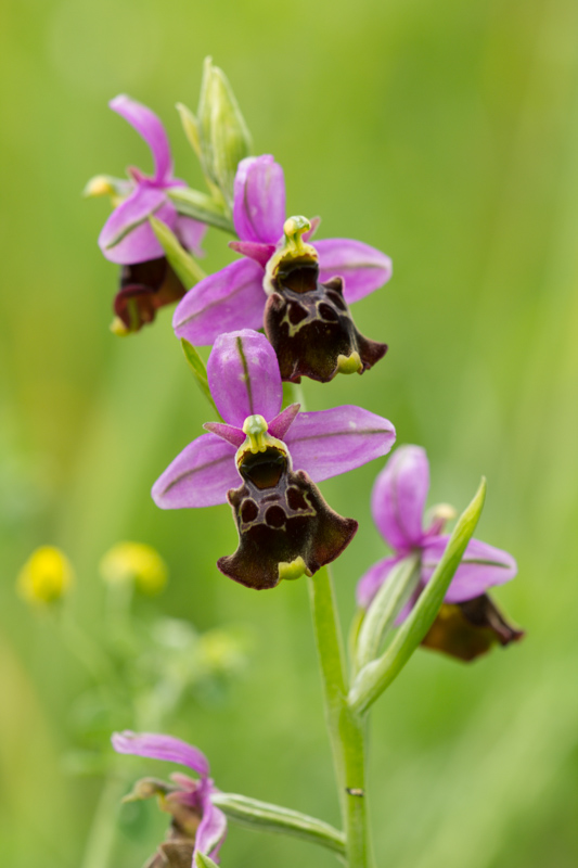 Ophrys Frelon